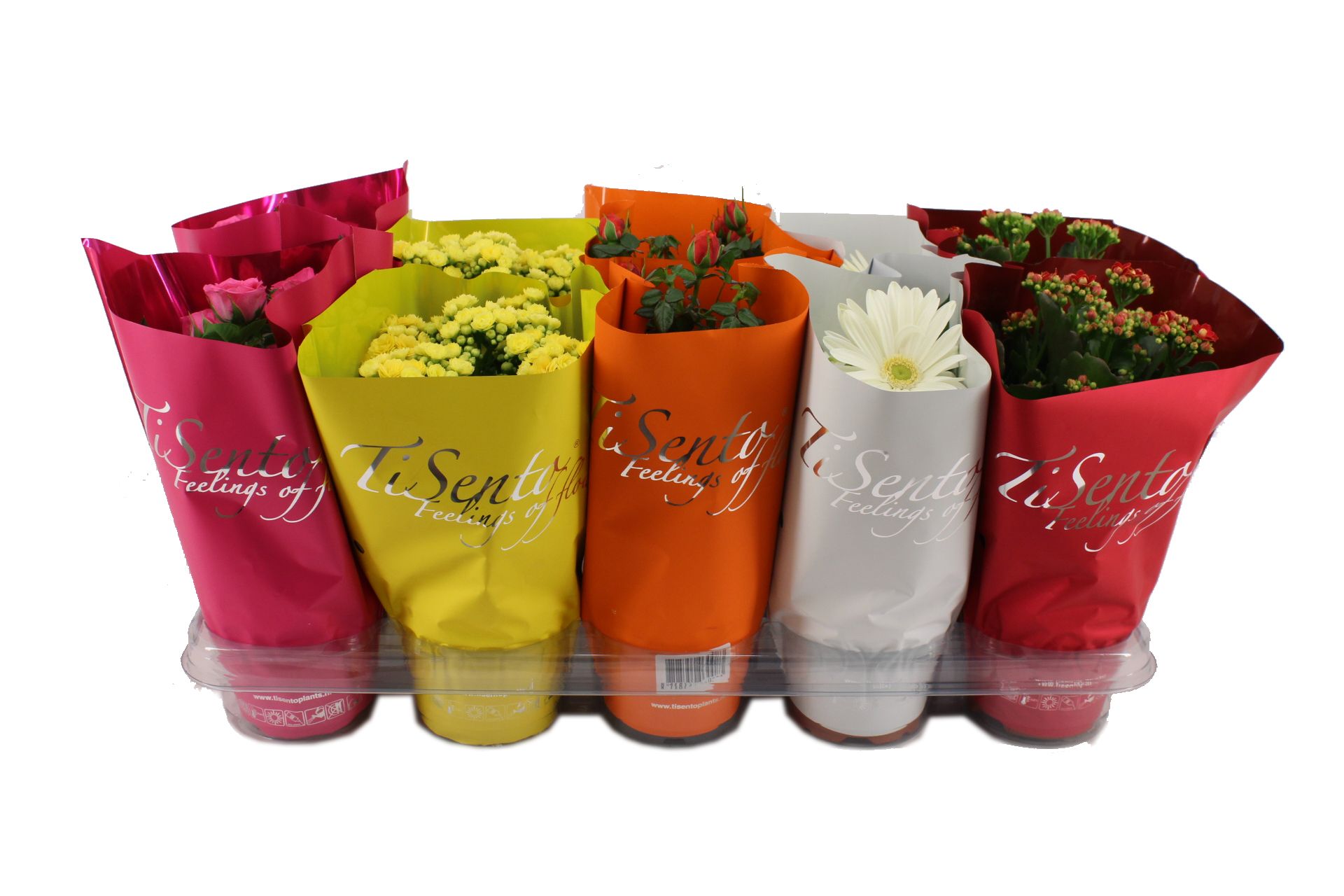 Bloeimix 12cm | Mei Mix, D 12