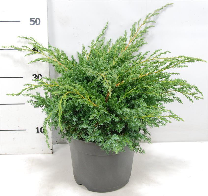Juniperus squamata 'Blue Swede', D 26