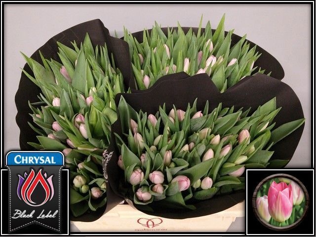 Тюльпан од. Династия (светло-роз.), шт.