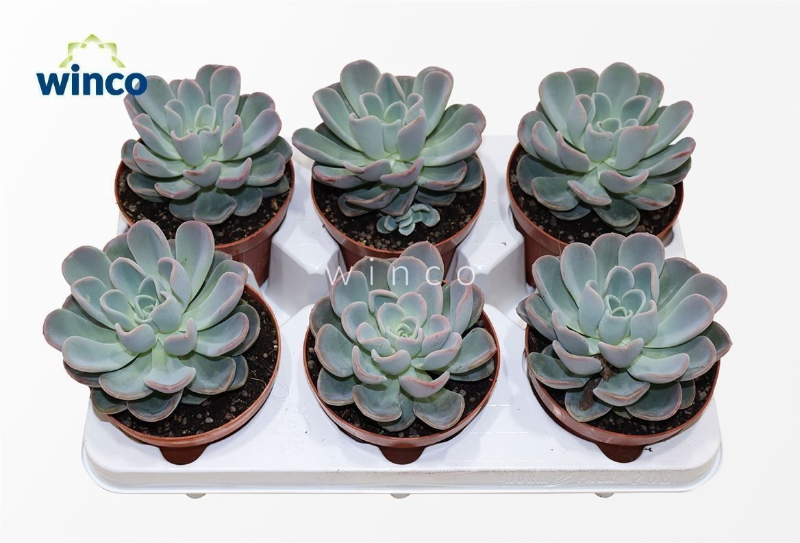 Echeveria Orpet, D 12
