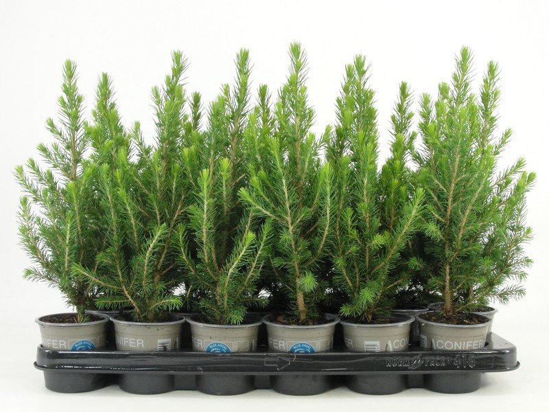 Picea glauca 'Conica', D 9