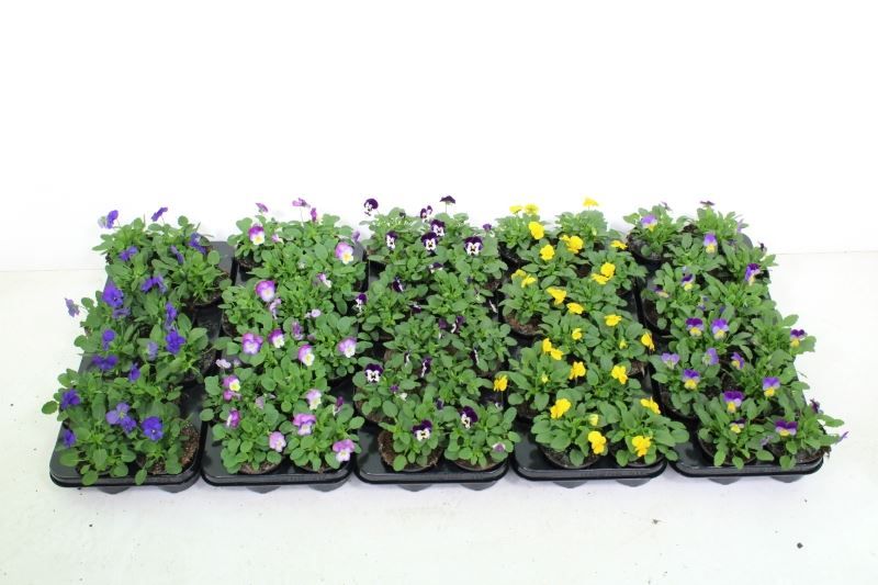 Viola cornuta mix, D 11 cm