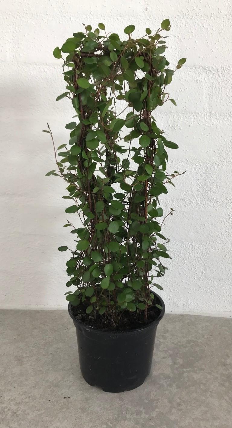 MUEHLENBECKIA COMPLEXA, D 12 cm MUEHLENBECKIA COMPLEXA, D 12 cm