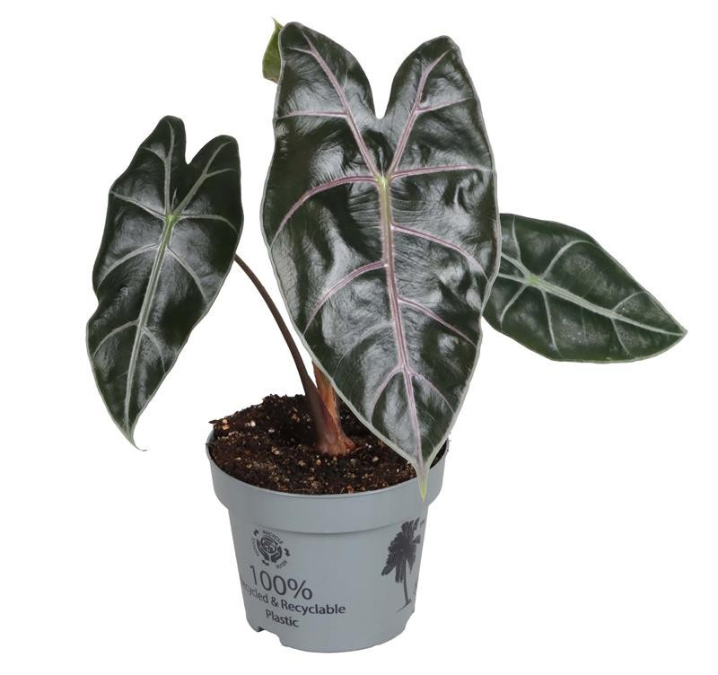 ALOCASIA LONGILOBA PURPLE, D 12 cm
