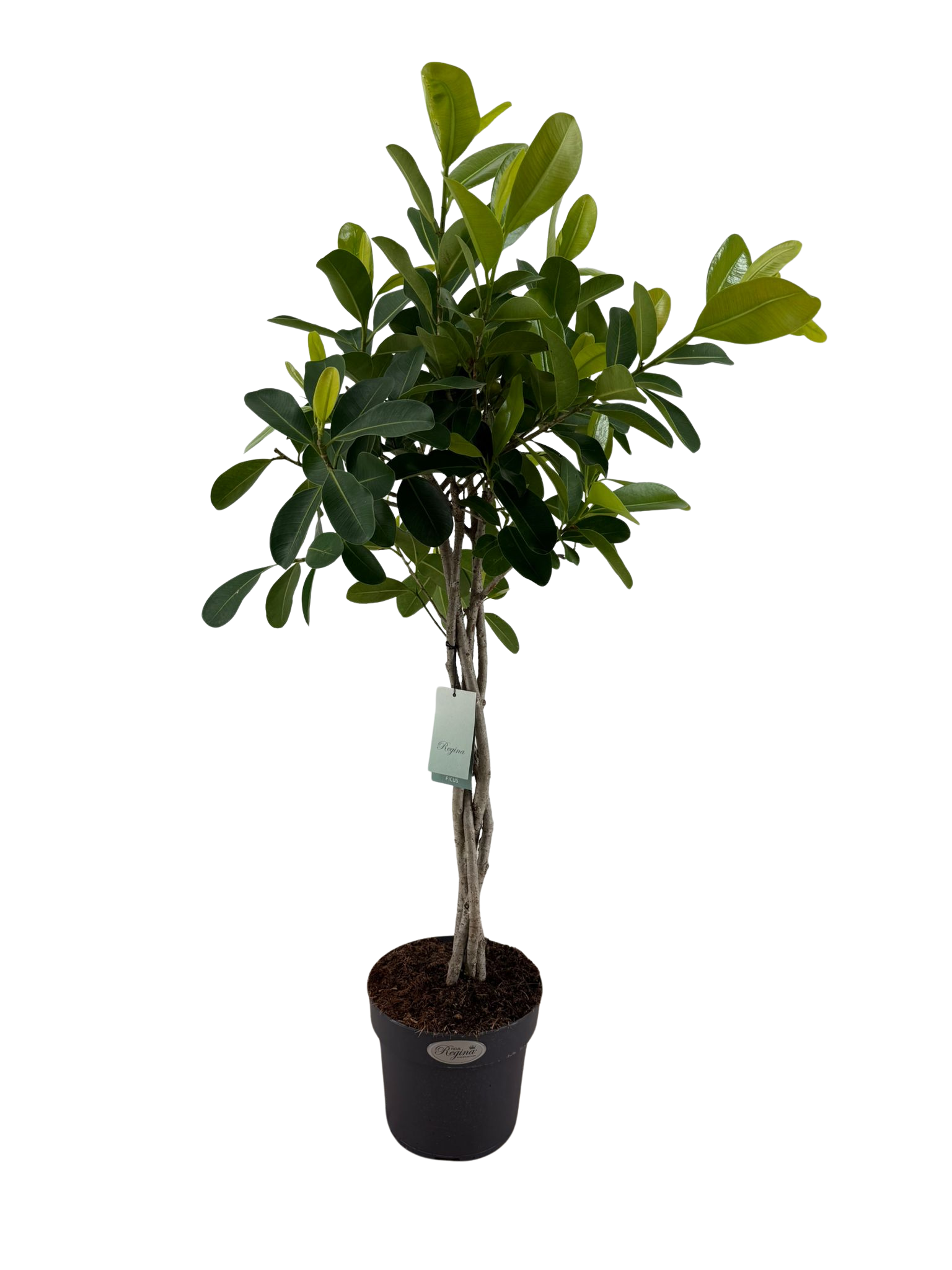 Ficus microcarpa Smile gevlochten stam p24, D 24