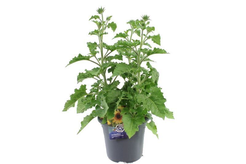 Helianthus Sunbelievable Bro, D 27