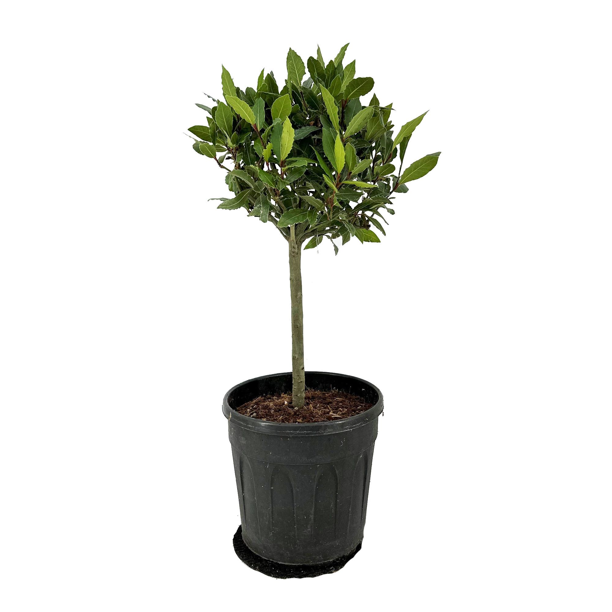 Laurus nobilis Bol op stam, D 25