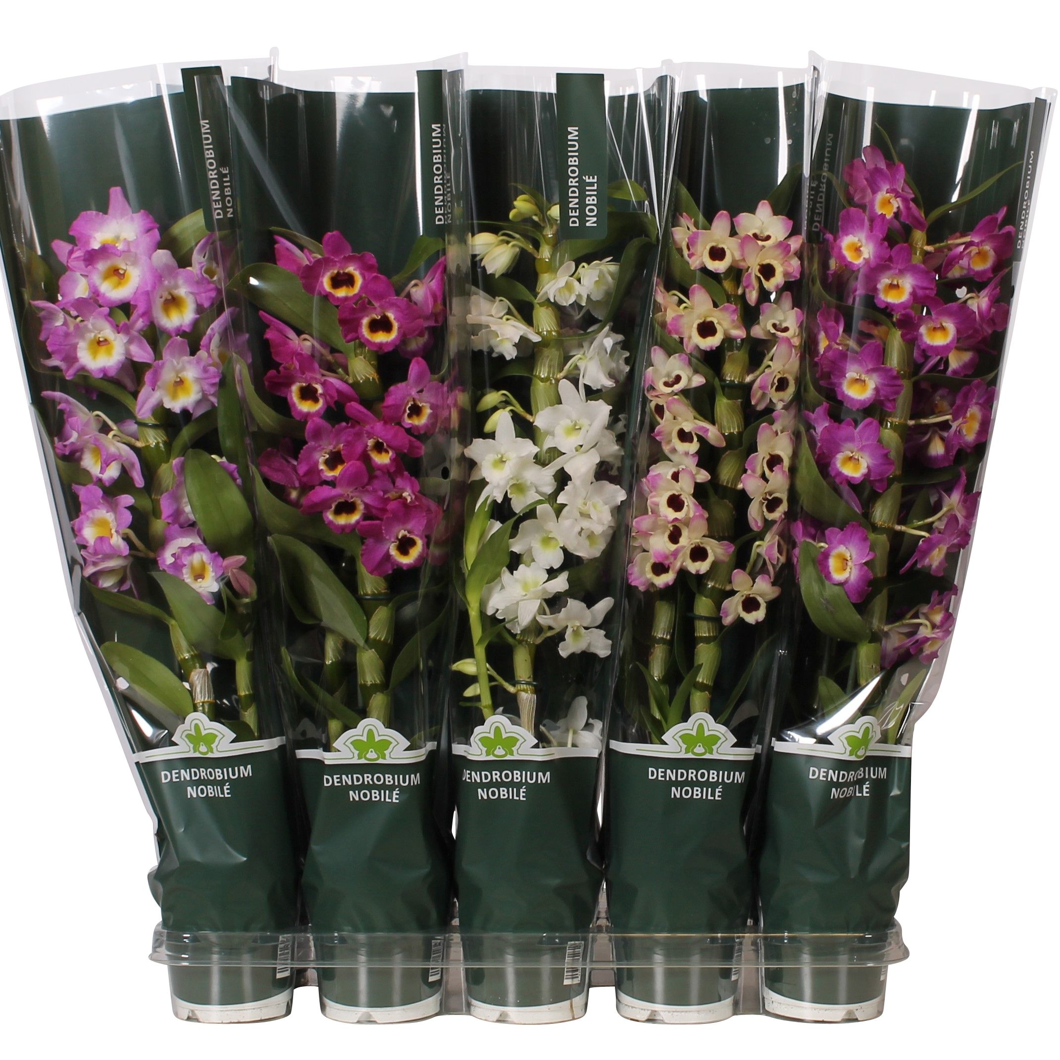 Dendrobium Nobile Mix 1 stam 6+ tros in luxe De Hoog Hoes, D 12