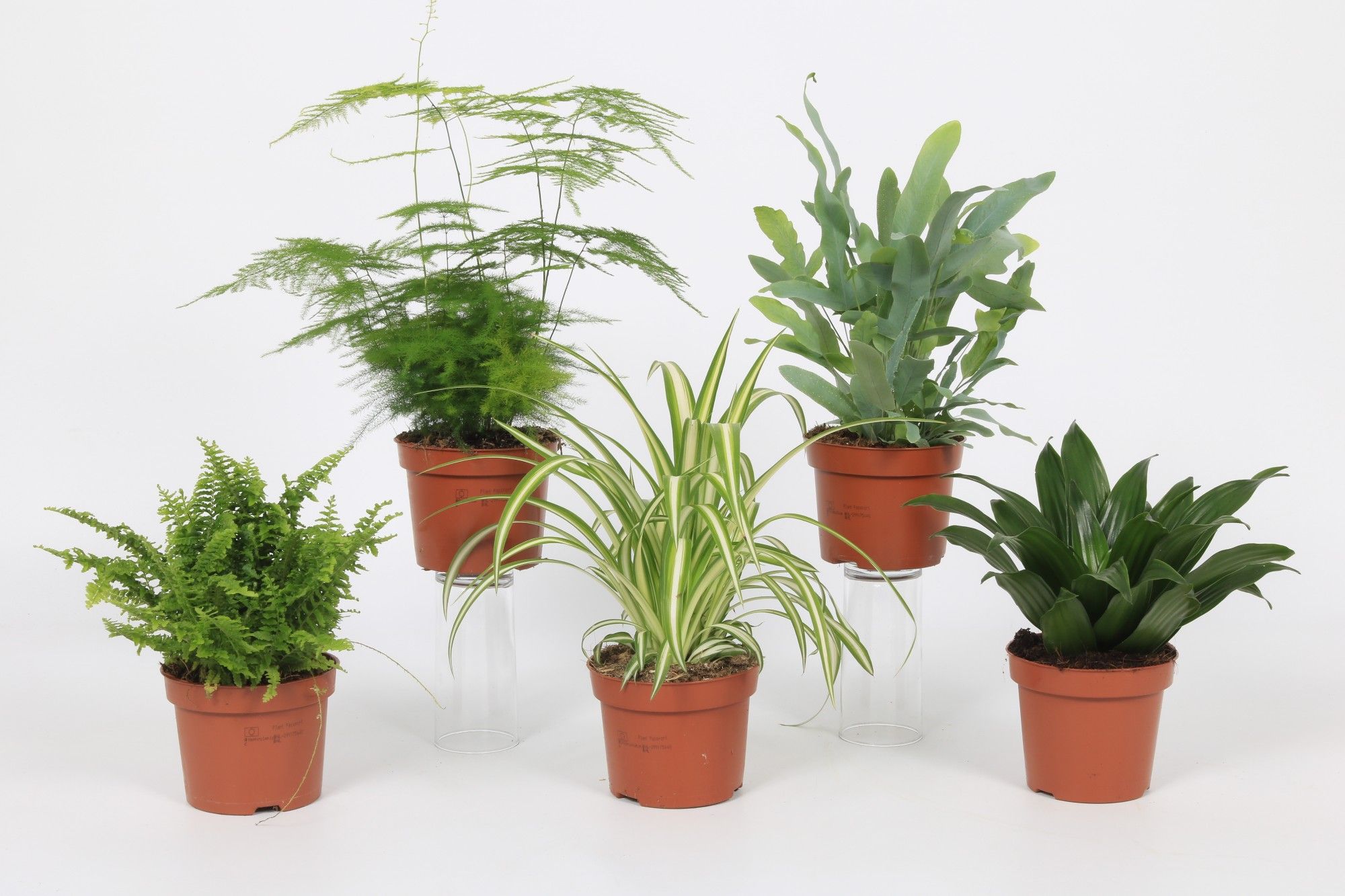 Groen Mix 12cm - Classic, D 12