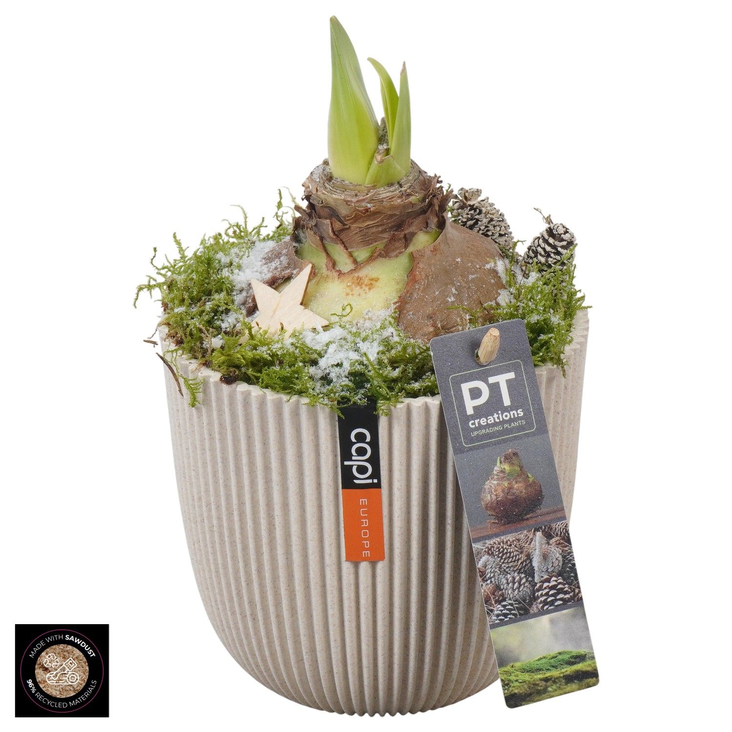 PTACH5920 Arrangement Amaryllis Christmas in capi pot, D 13 cm