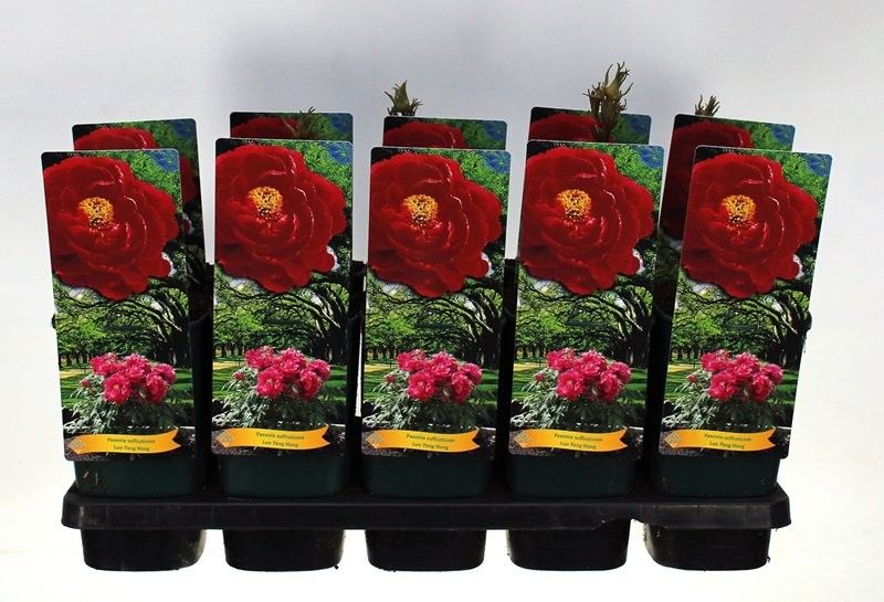 Paeonia Suffruticosa Luo Yang Hong P12 - 1 tak, D 14