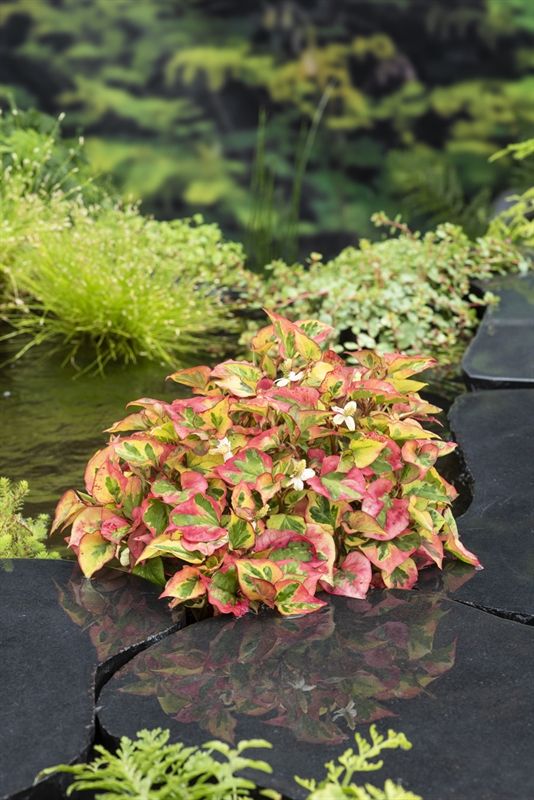 Houttuynia cordata Cham. (18x18), D 18