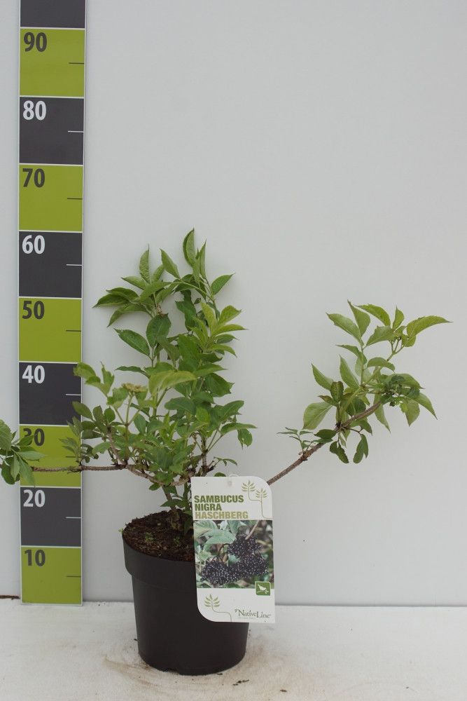 Sambucus nigra 'Haschberg C 4,6, D 23 cm