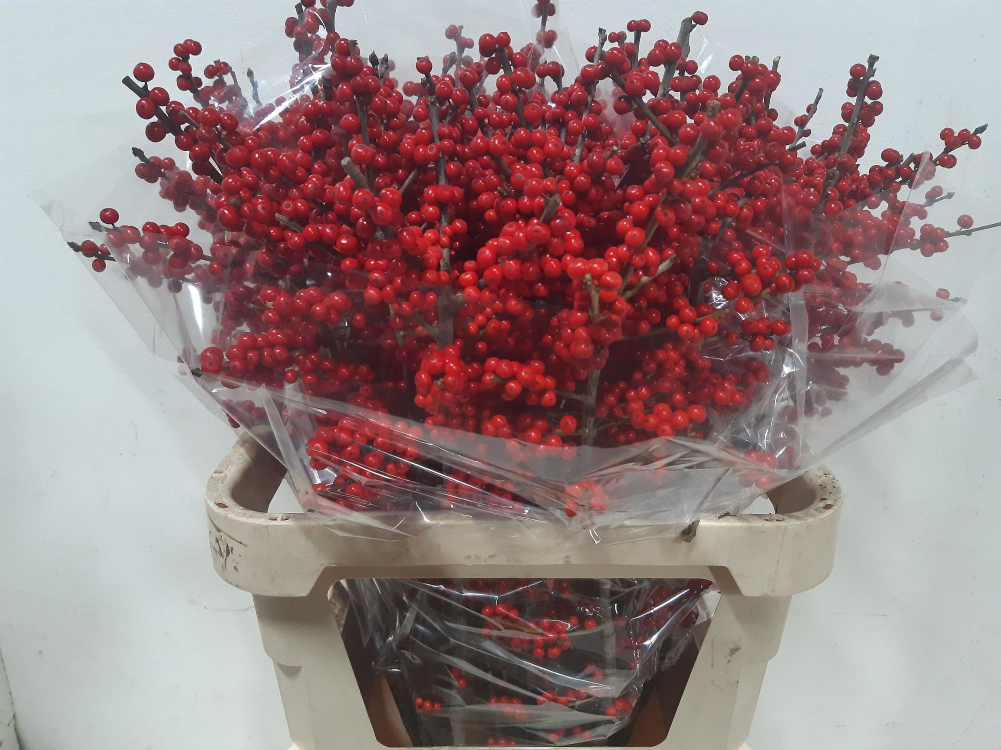 Илекс Красные ягоды 80, шт.