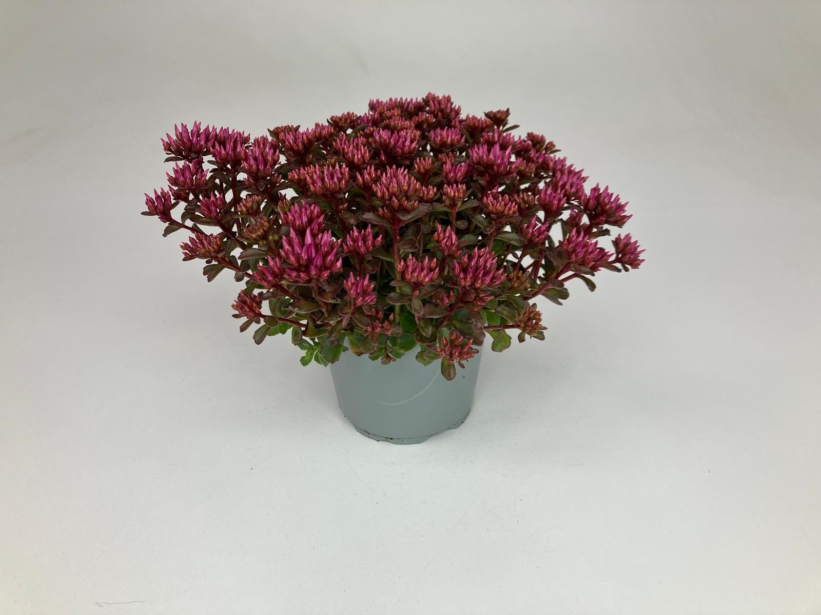 Sedum spurium Spot On 'Deep Rose', D 13