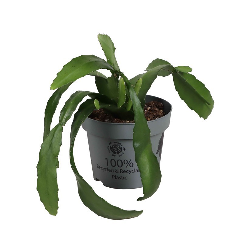 EPIPHYLLUM-HYBRIDER 'Red Orchid Cactus', D 12