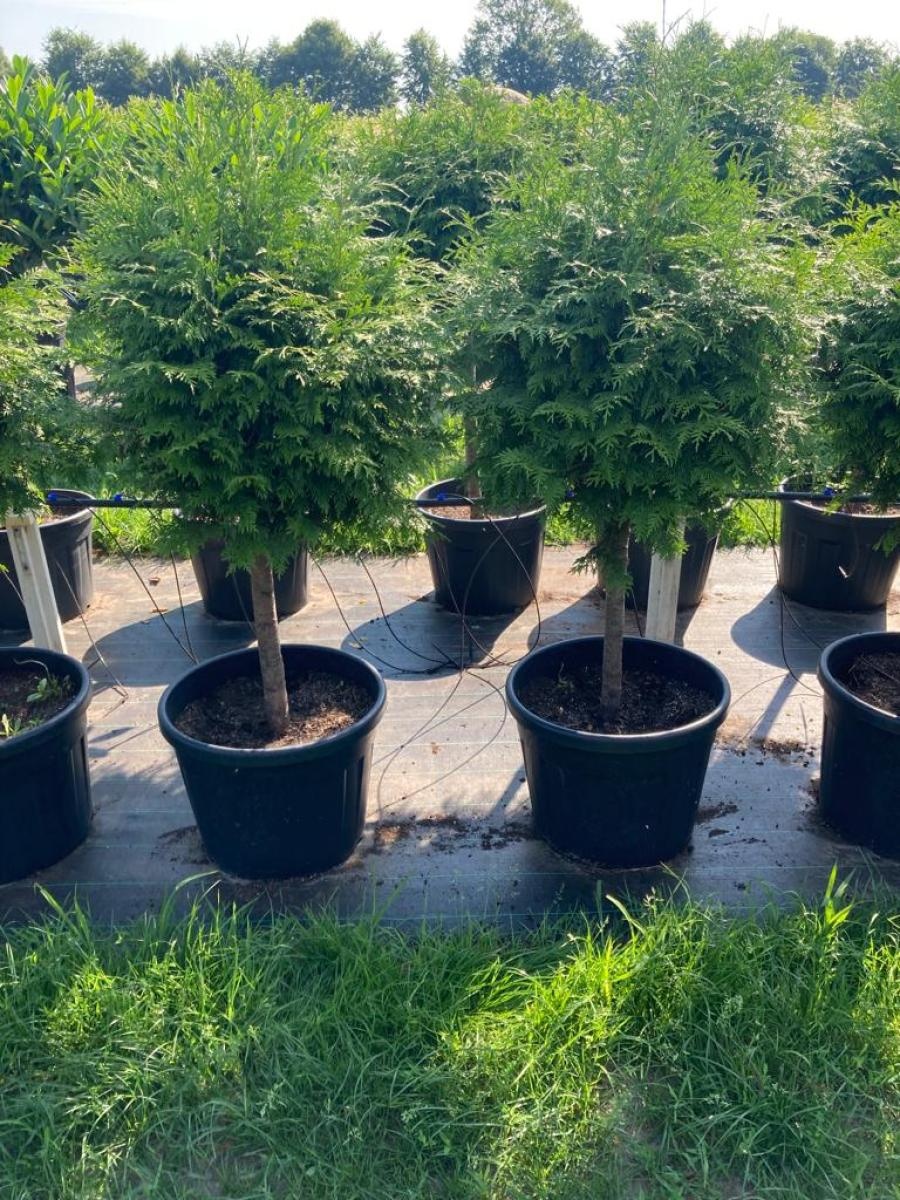 Thuja pl. 'Atrovirens', bol, D 65