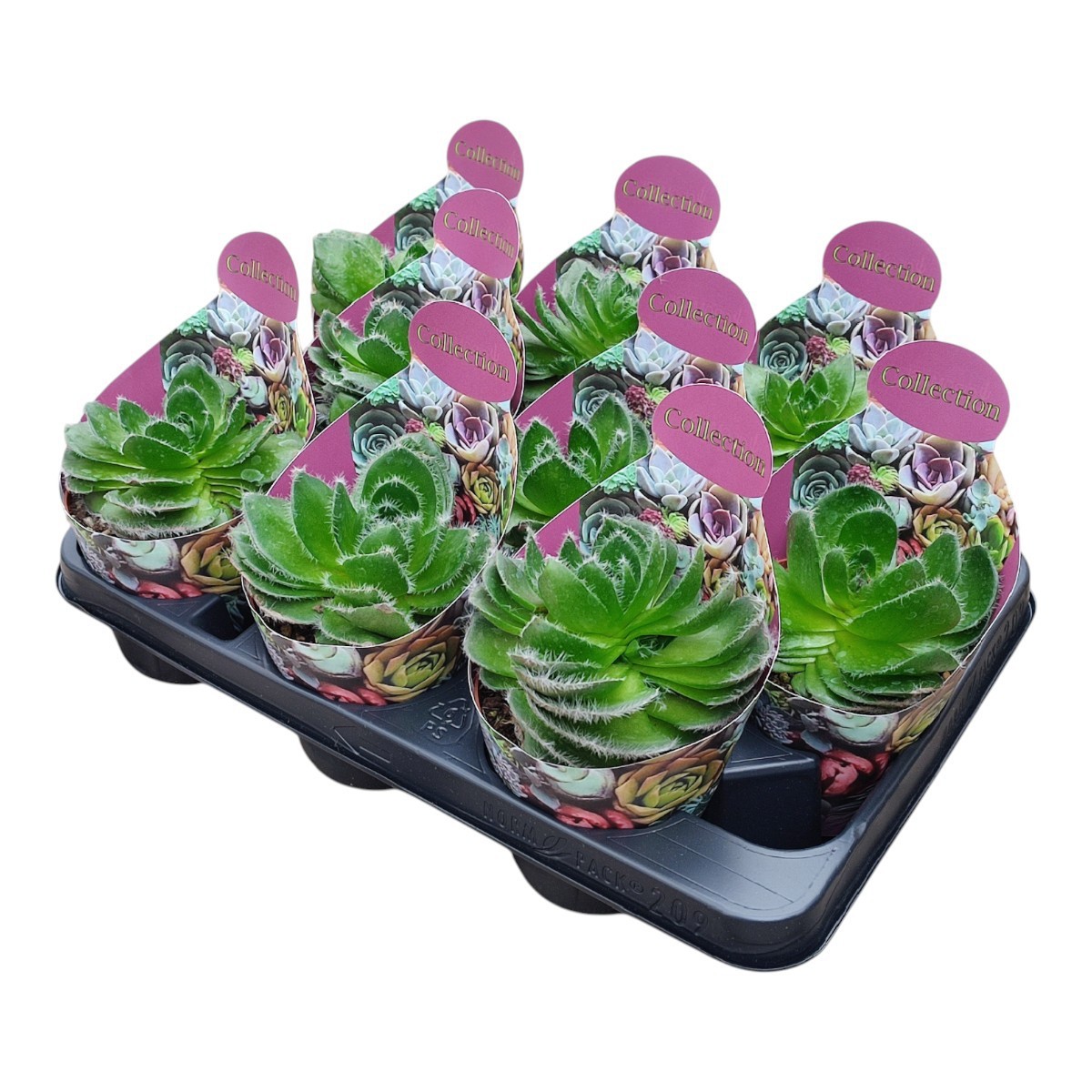 CRASSULA BARBATA - POT Ø 10,5-COLLECTION WITH POTCOVER (SUCCULENTEN), D 10,5