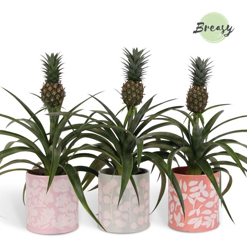 Ananas Mi Amigo - 12cm in Sevilla | Mimesis, D 12