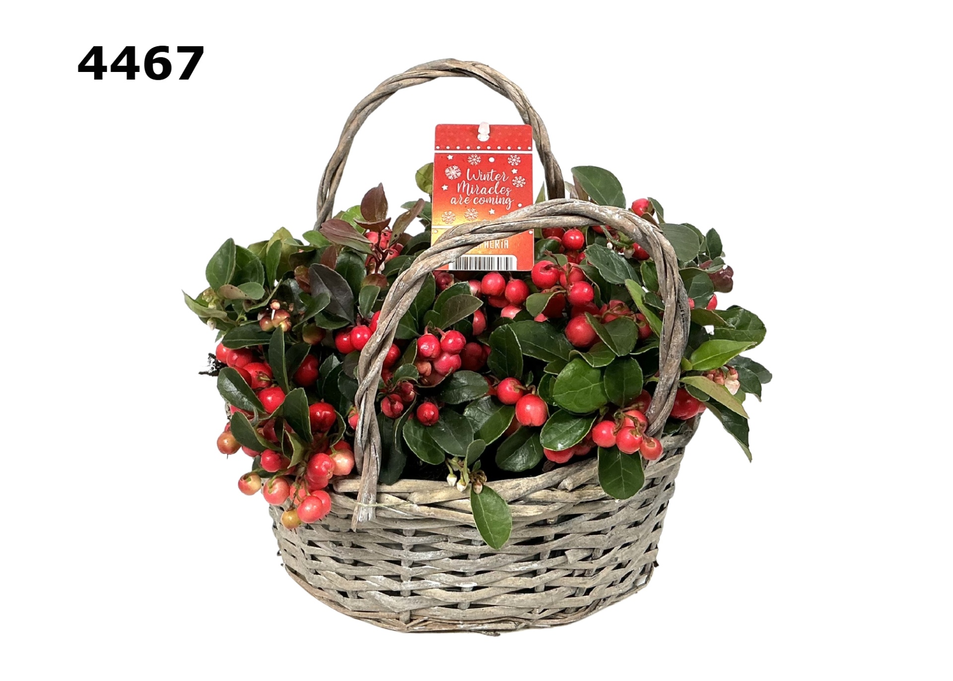 Gaultheria willow tas M, D 23 cm Gaultheria willow tas M, D 23 cm