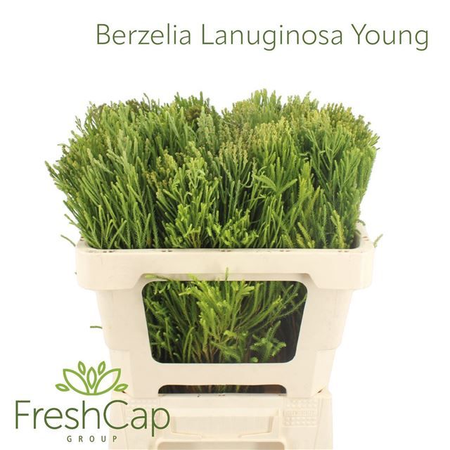 Берзелия Ланугиноса 50, шт.