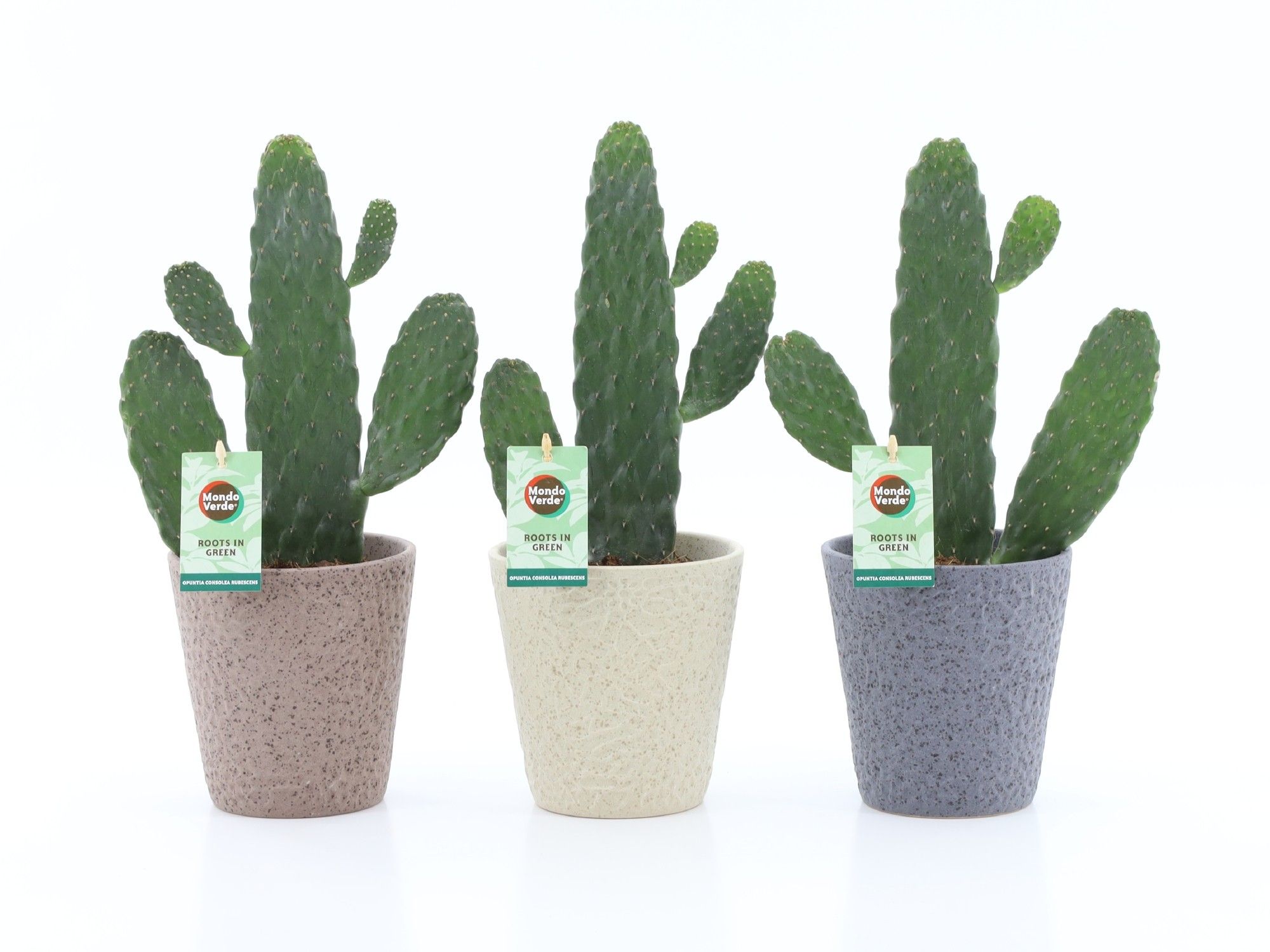 Opuntia rubescens Consolea in Nature keramiek, D 13