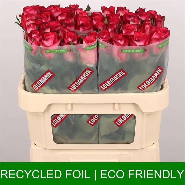 Роза од. Николетта 70, шт.