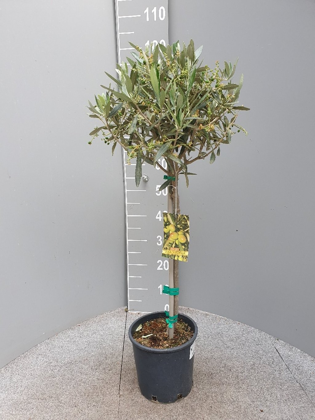 Olea europaea, D 18