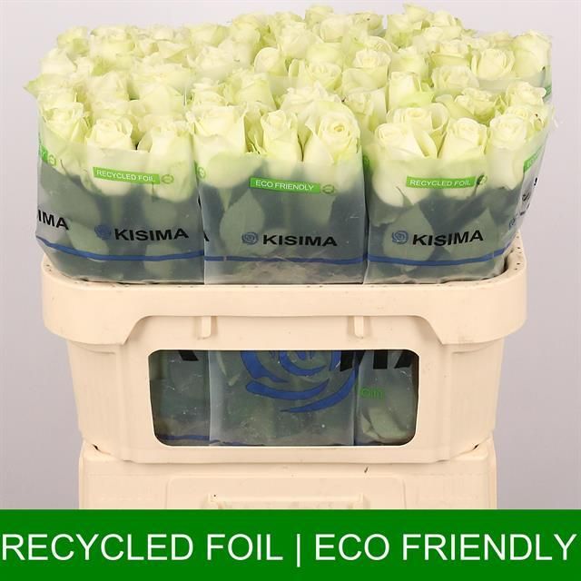 Роза од. Сноусторм+ 70, шт.