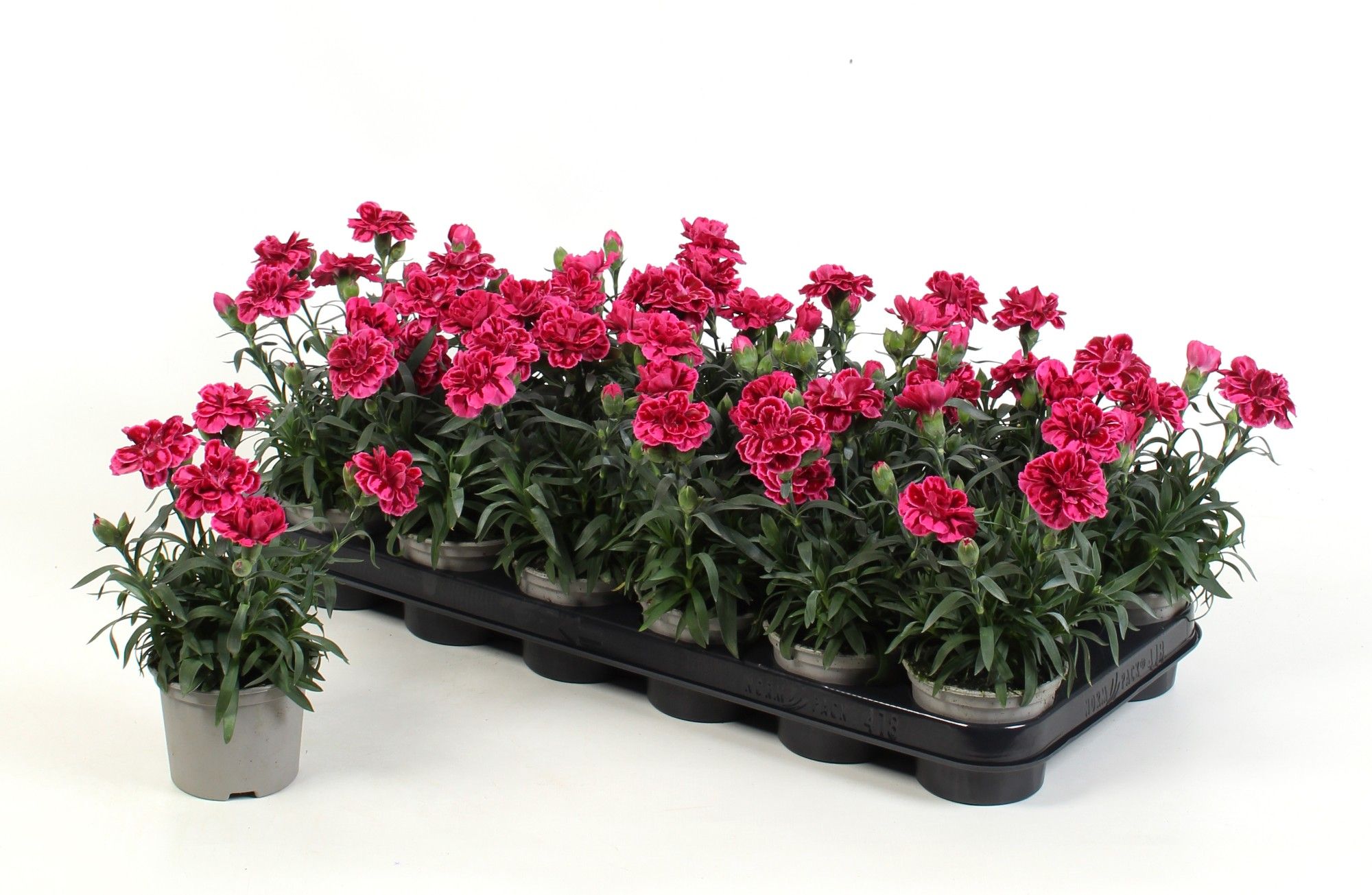 Dianthus Oscar Purple Wings, D 9