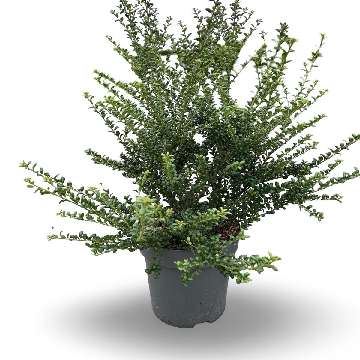Ilex crenata 'Convexa', D 32 cm