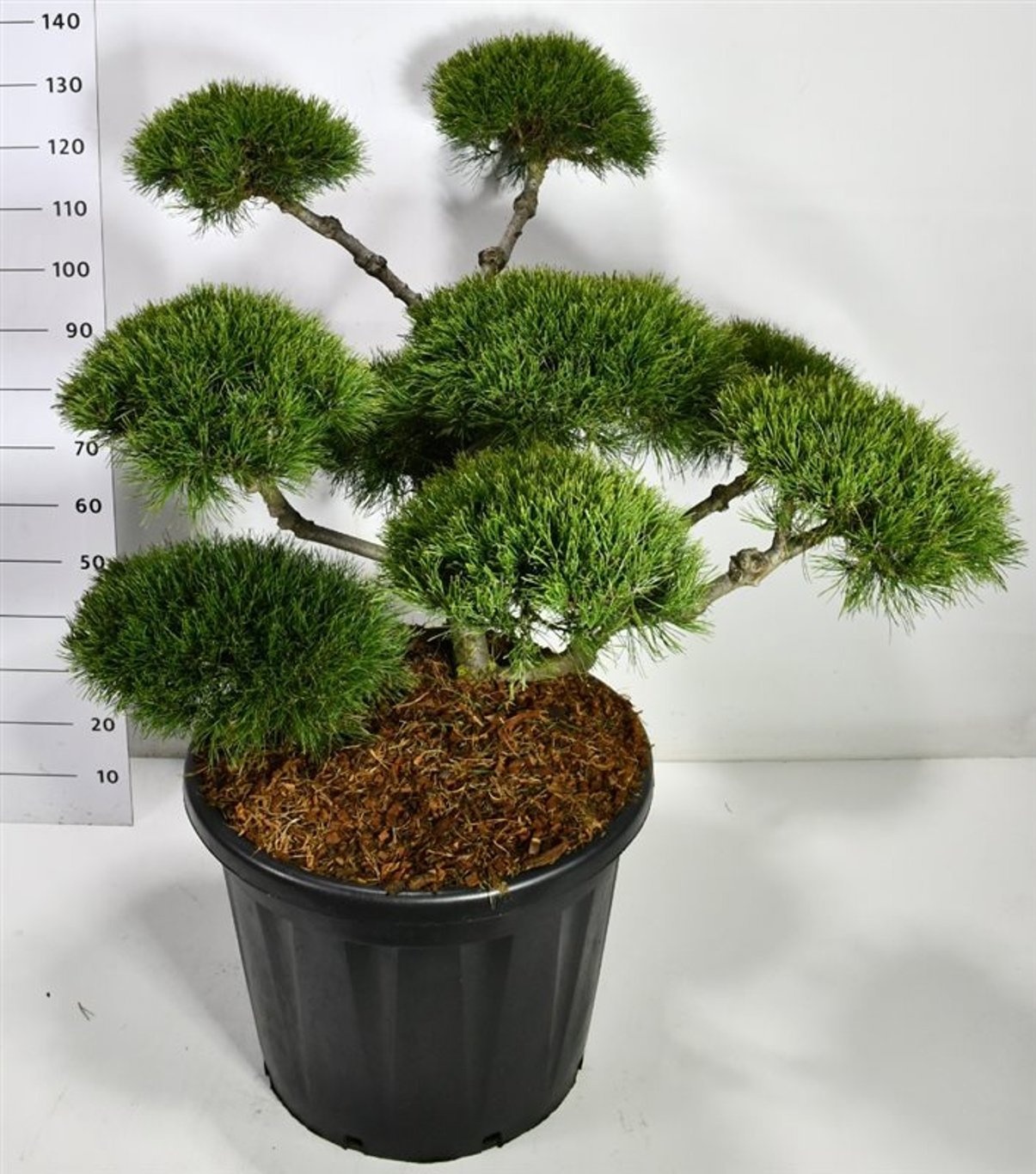 Pinus mugo 'Mughus', D 60