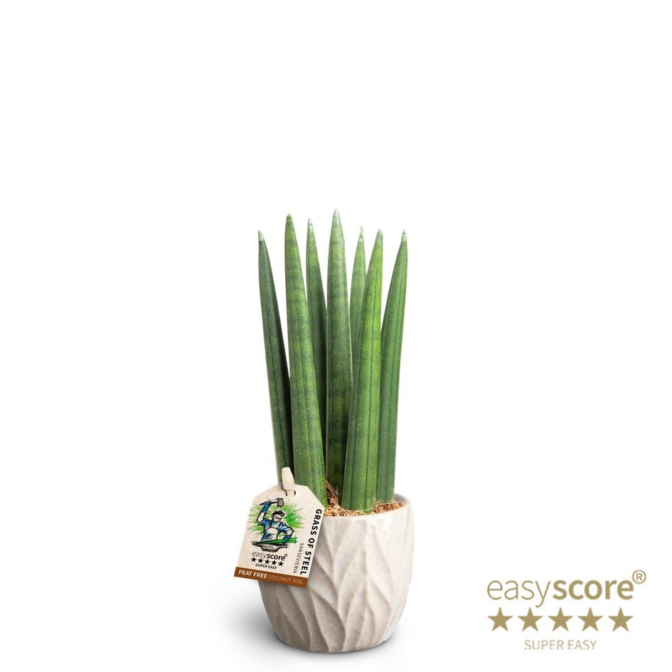 Leaf Sand, Sansevieria ´Straight´, D 7