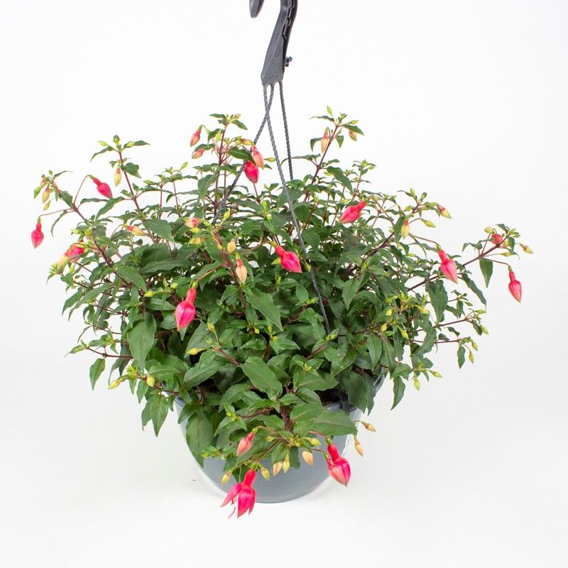 Fuchsia Hybrid, hangpot, verschillende kleuren, D 27