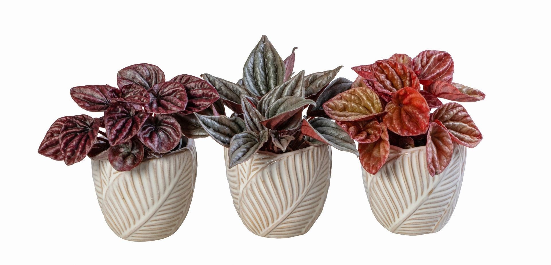 L 66070 With Peperomia Caperata Mix 6 cm, D 6