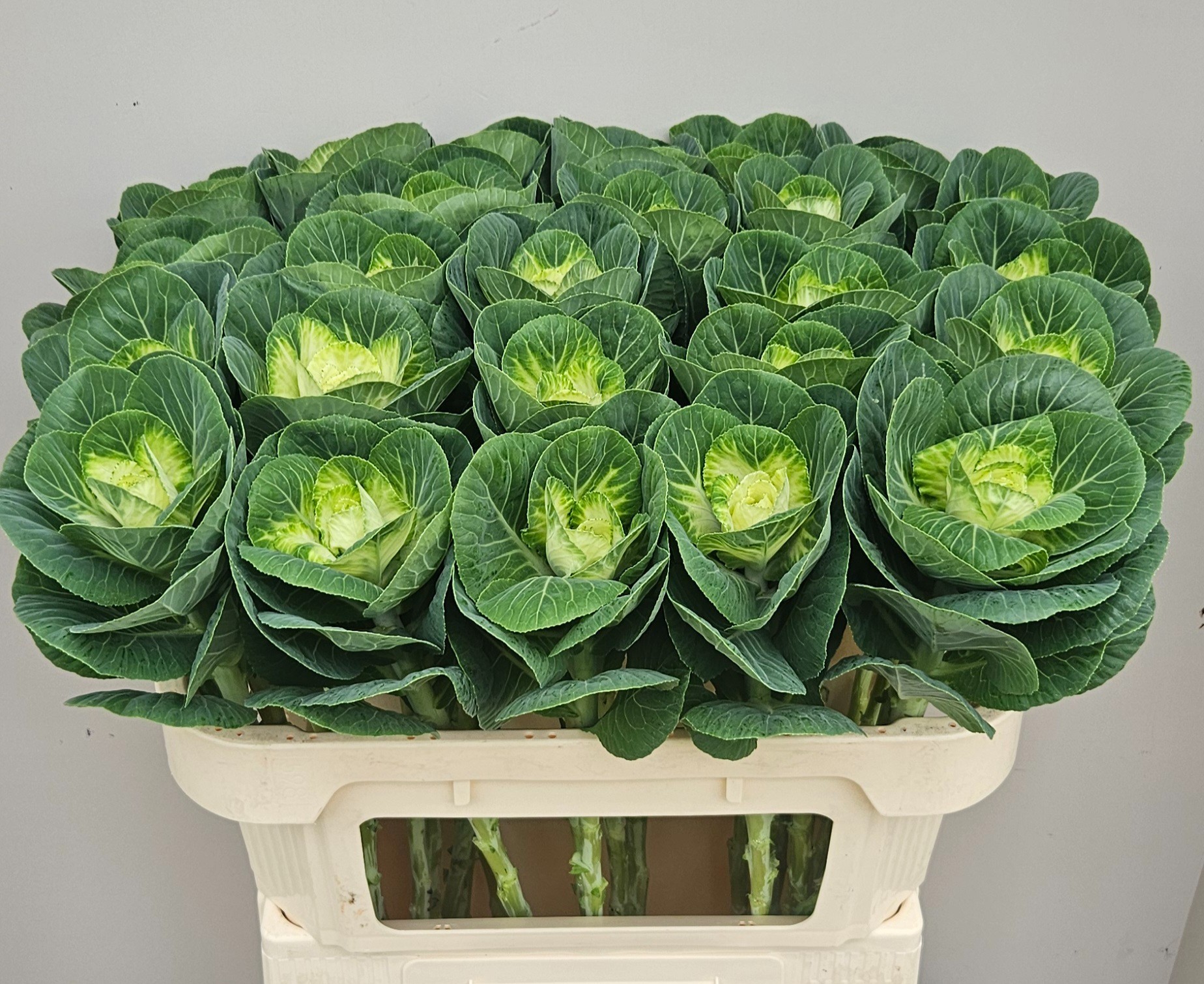 Брассика Вайт Крэйн 70, шт.