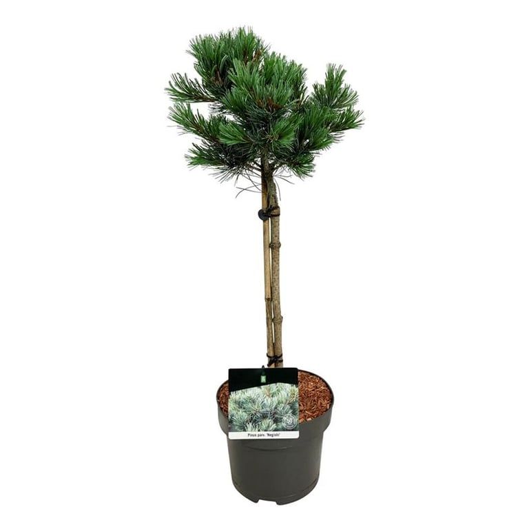 Pinus parv. 'Negishi', D 23 cm