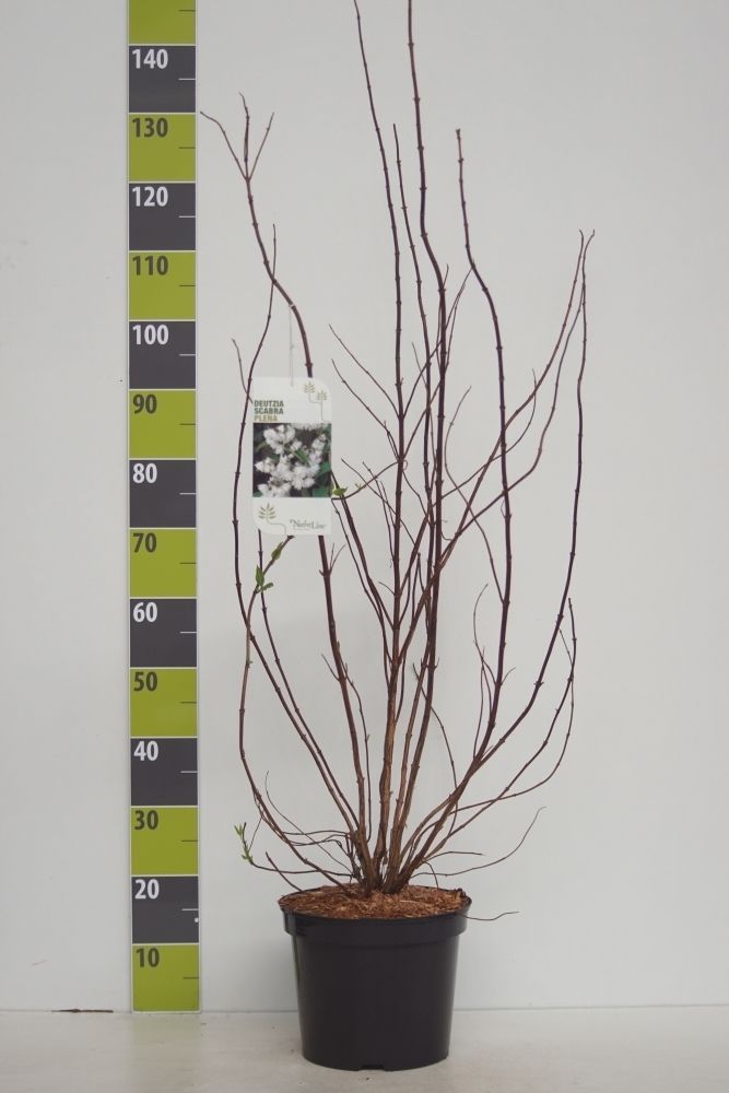 Deutzia scabra 'Plena' C 7,5, D 27