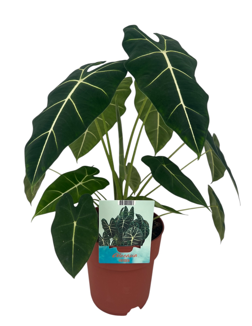 Alocasia Frydek groenbladig, D 19