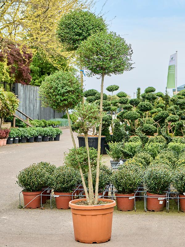 Ligustrum Jonandrum, D 47