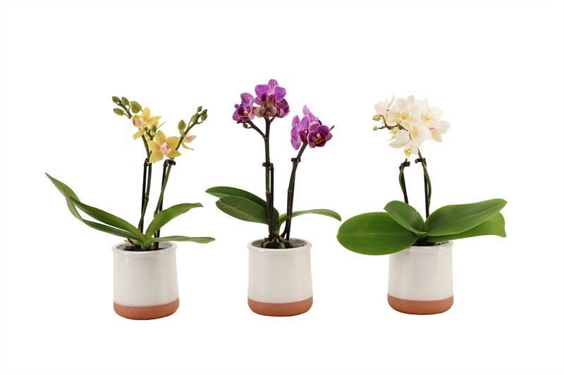 Valencia p06 white Phal Tiny Dolls mix 2T10+ Aqu@, D 6