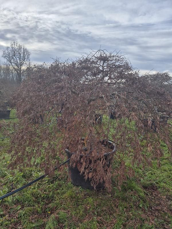 Acer pal. diss. 'Ornatum', D 102