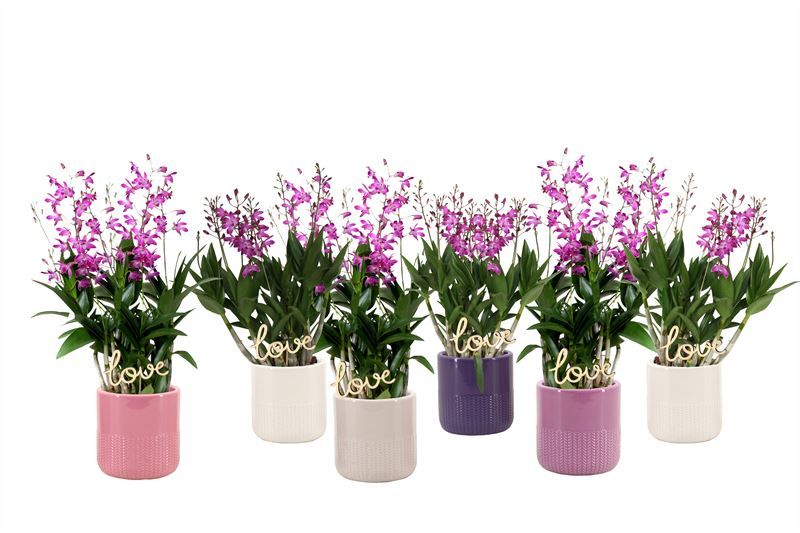 Dolomite p12 Morgan charm mix Dendrobium Berry Oda 06T40+, D 12
