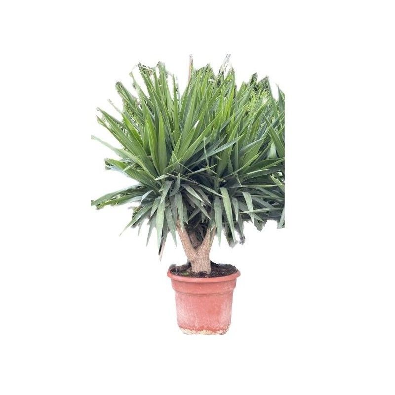 YUCCA ELEPHANTIPES BRANCHED C-35L, D 40