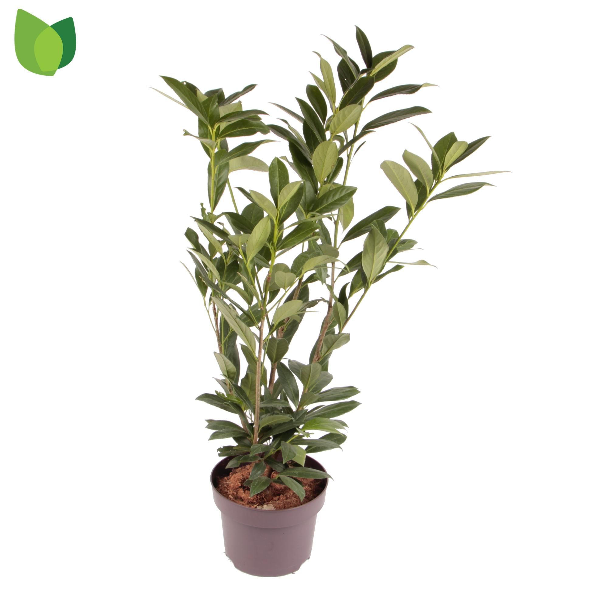 Prunus laurocerasus 'Caucasica' C5/P23, D 23