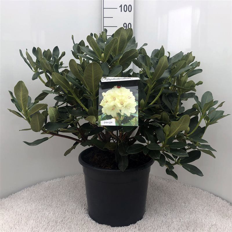 Rhodo. 'Horizon Monarch' yellow, D 37