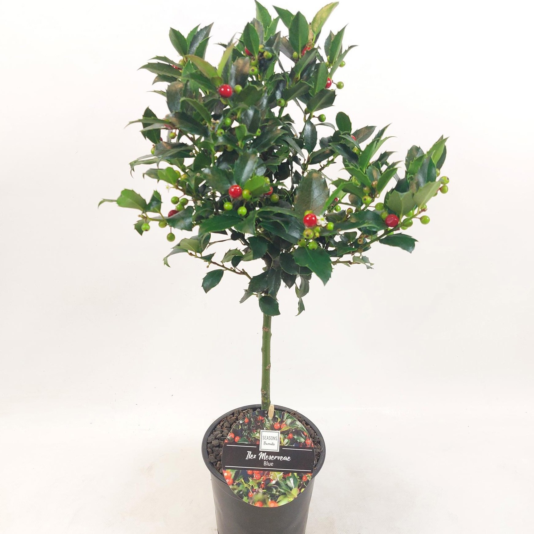 Ilex Stam 25cm, D 14 cm