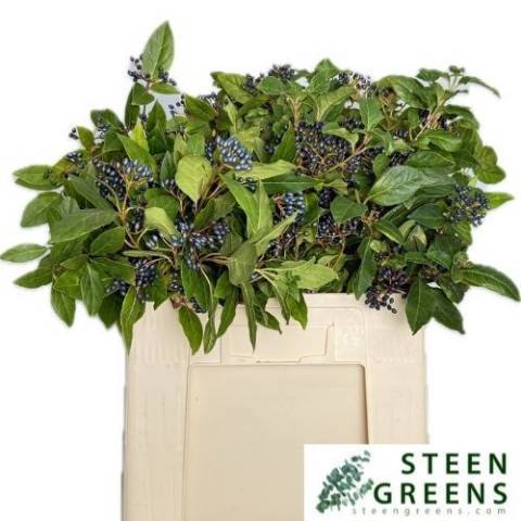 Вибурнум Дарк Блю Херман 50 (черн.), шт.