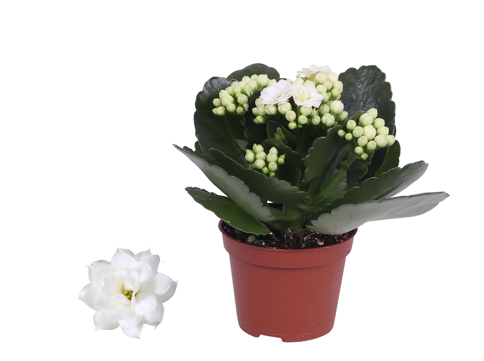 Kalanchoe Rosalina 06cm Don Dione wit, Zonder hoes, D 6