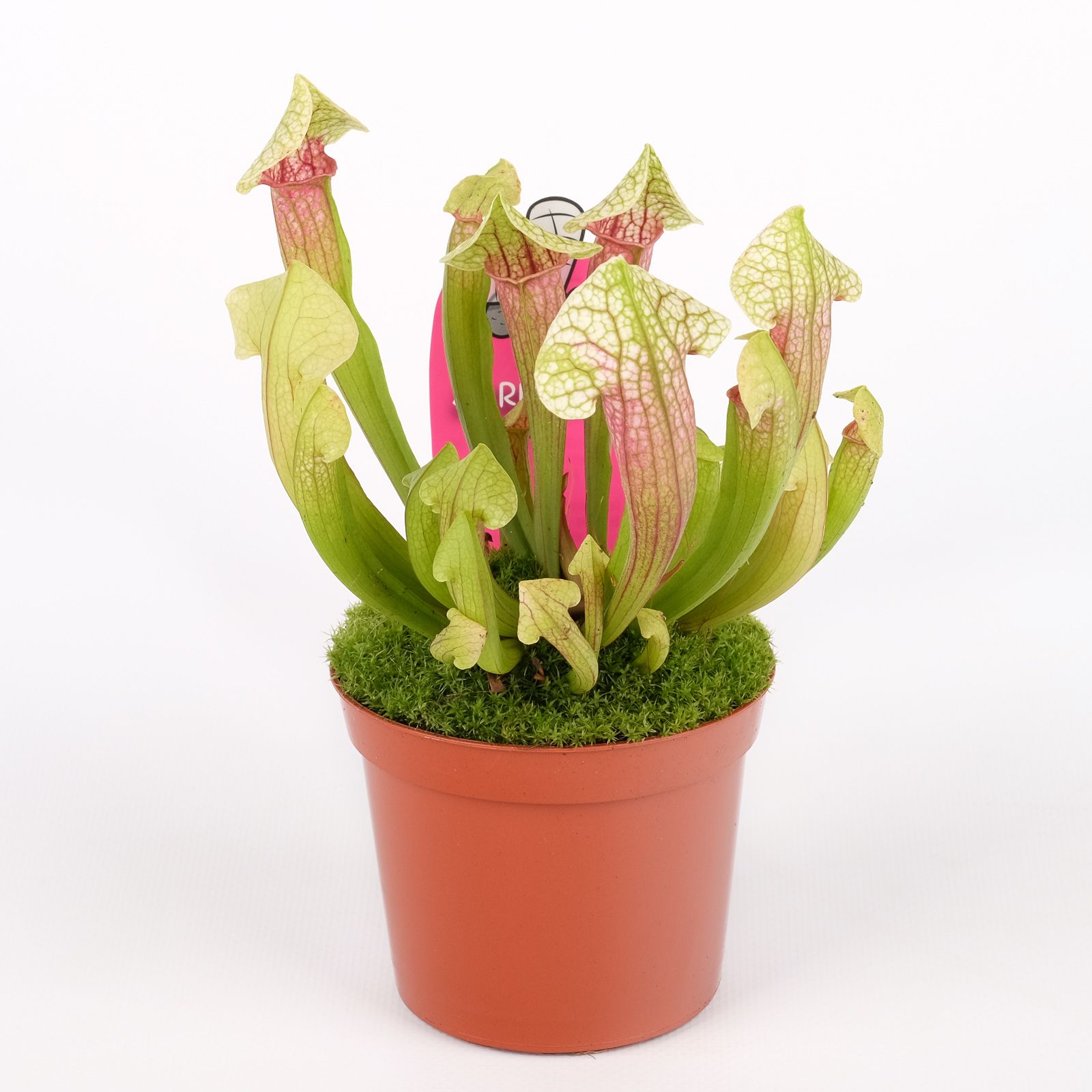 Sarracenia 'Eva', D 8,5